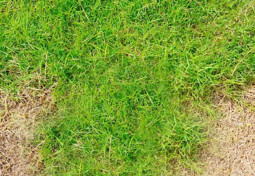 Brown Spots on Lawn After Fertilizing: What It Means and What You Should Do