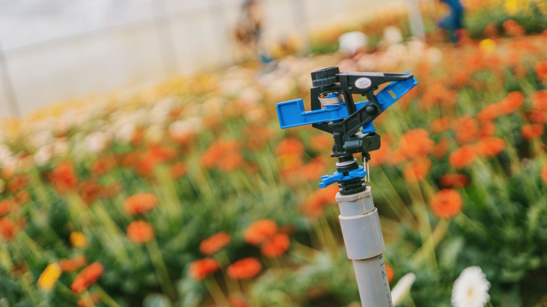 Expert Sprinkler Repair Services In Littleton, CO